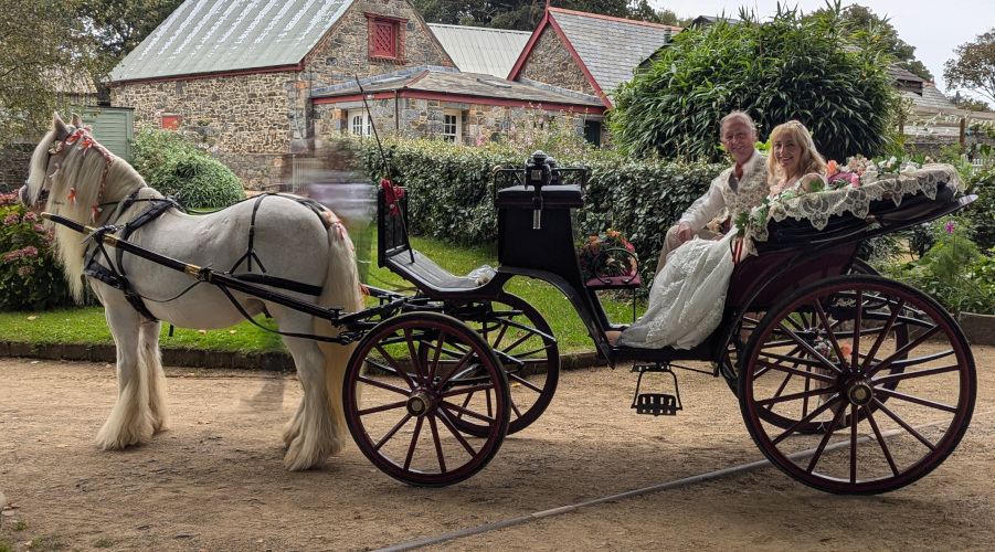 sark white wedding horse